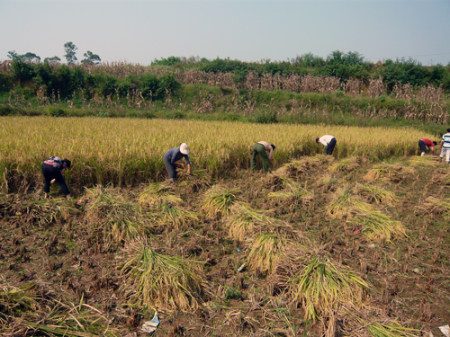 一丝不苟割稻谷,辛苦劳作抢丰收