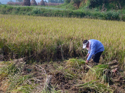 面对浩瀚稻海不辞劳苦,张总佝偻脊背兢兢业业