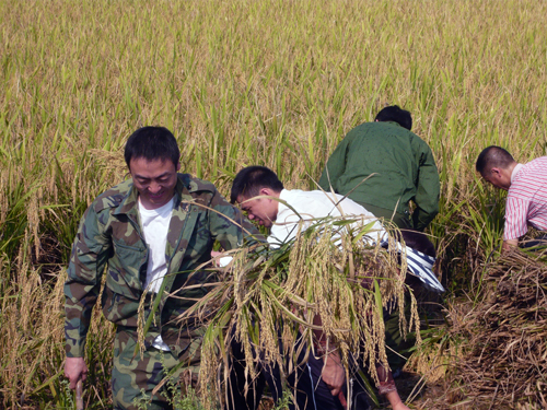 手持金黄稻穗,符经理笑了