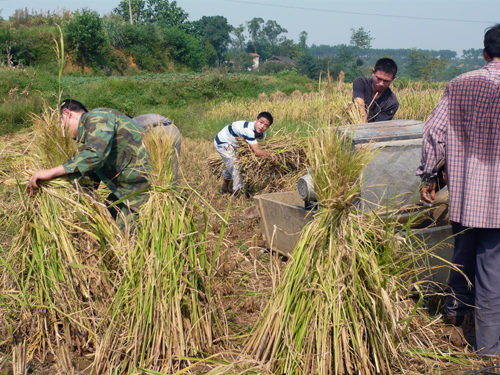 捆扎稻草,完成打谷