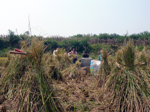 辛苦劳作接近尾声,扎堆稻草喜迎丰收